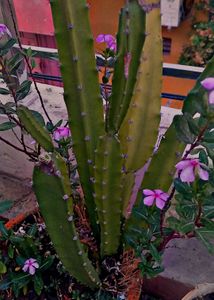 COMBO OF 4 AIR PURIFIER PLANTS