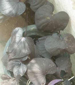 Violet Climbers (Plant Only )