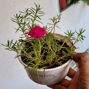 🌵Portulaca grandiflora plant &amp; Pot