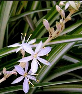 Chlorophytum laxum Plant 🪴& Pot