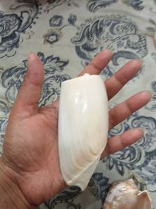 2 Natural melo  Seashell