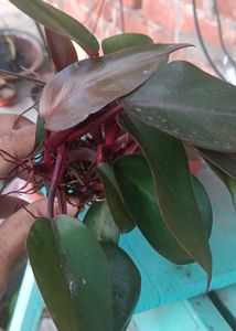 Healthy Philodendron black Plant