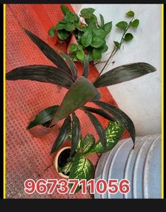 Set 3 Money &amp;.Dieffenbachia &amp; Red Areca Plant
