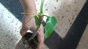 Philodendron golden dragon