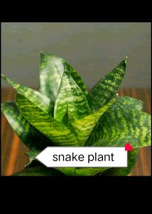 8  Plants Combo