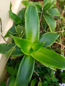 combo of 4 plant