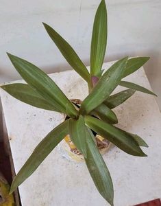 Moses In The Cradle Plant 🌵