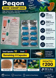 Brine shrimp eggs 🥚  For Aquarium | Pet Supplies