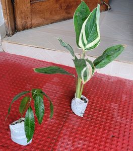 Pack 2 Big Mango &amp; NeverNever 🥭 Plant 🪴