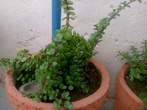 Jade Plant Air Purifier