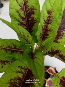 Amaranthus tricolour plant
