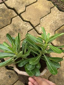 Adenium Plant with root