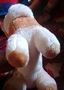 Very Cute Puppy
