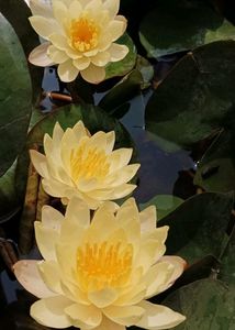 Water Lily