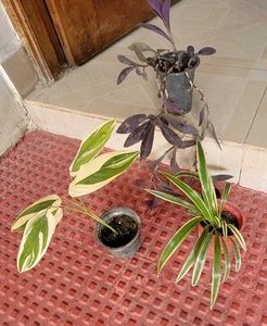 3 Set Pandanus veitchii &amp; Never.. &amp;Purple Heart pl