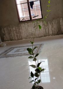 Mogra Plant &amp; 3plant Combo