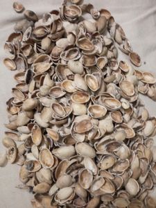 Pistachio Shells