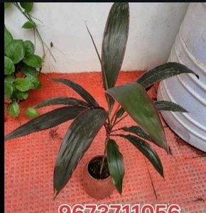 Set 3 Money &amp;.Dieffenbachia &amp; Red Areca Plant