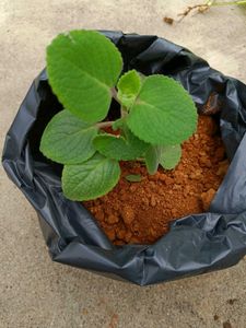 Holy Basil Plant (Tulsi)