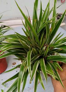 Set 3 Chlorophytum laxum &amp; Turtle Plants