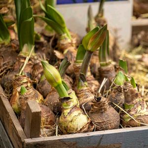 Amaryllis lilly bulb