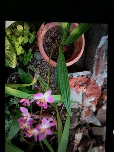 beautiful pink ground orchid