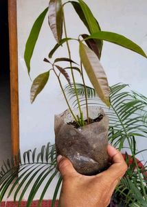Big 🥭 Mango Plant 🌵
