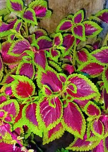 Different Varieties Coleus Live Plants