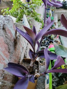 2 Adenium 7 Plant Combo