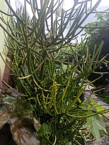Pencil Cactus Euphorbia