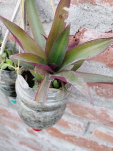 2 Plant With Root