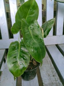 Plants Mix Combo