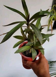 Pack 2 Moses-in-the-Cradle Plants 🌵 &amp; Pots