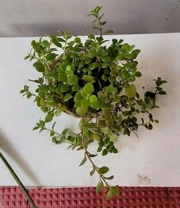 Pilea Depressa Plant &amp; Pot