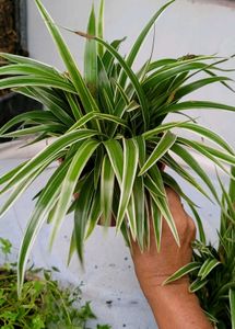 Set3 Spider &amp; Tradescantia fluminensis Plant