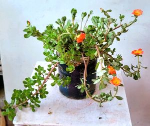 🪴 Plant (Portulaca oleracea 'Rio Orange')&amp;pot🌱