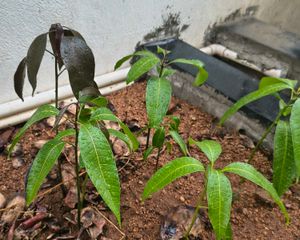 Young Mango Plant Sapling