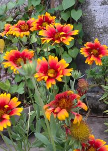 Vibrant Red and Yellow Flowers