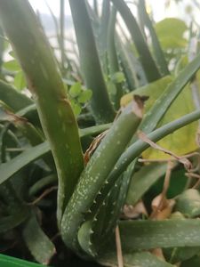 Healthy Aloe Vera Plant without Pot