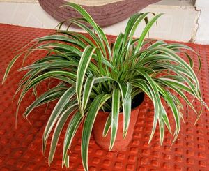 Chlorophytum laxum Plant 🪴&amp; Pot