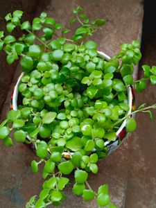 Turtle Vine Plant