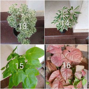 you can select 10 live root plants