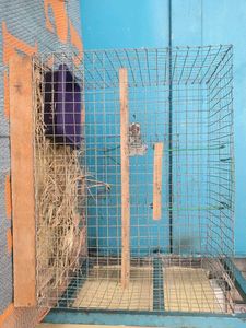 Pet Cage
