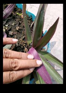 5 Plant with Rooted