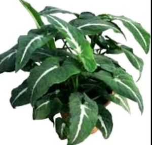 Beautiful ❤️ SYNGONIUM WENDLANDII plant