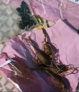 Yellow Rain Lily Bulbs