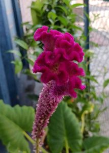Vibrant Pink Celosia Flower seeds