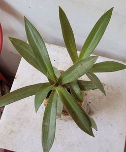 Moses In The Cradle Plant 🌵