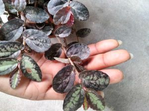 Variegated  and hanging plants