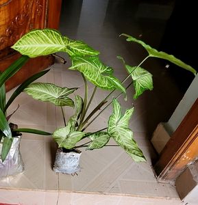 Pack 2 Evergreen Money &amp; Arrowhead Plant 🪴